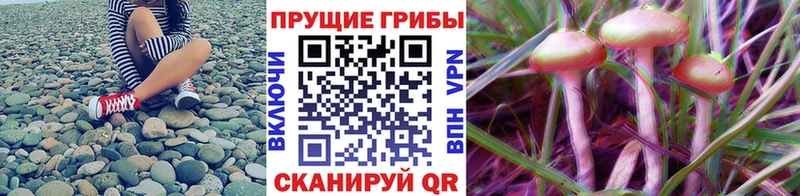 наркота  кракен зеркало  Псилоцибиновые грибы мухоморы  Бологое 